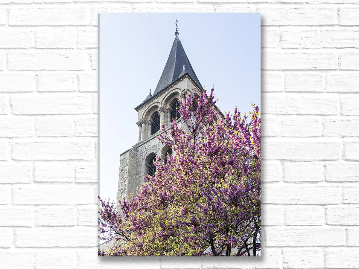SaintGermainAbbeyJudasTreeVertCanvas.jpg