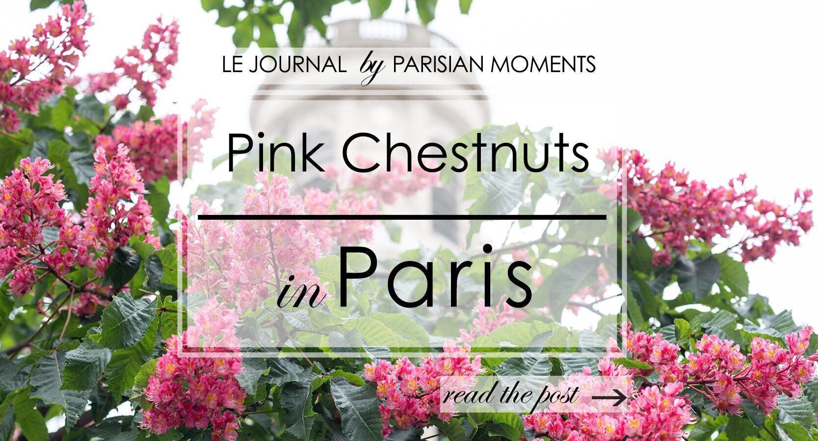 Pink Chestnut Trees in Paris