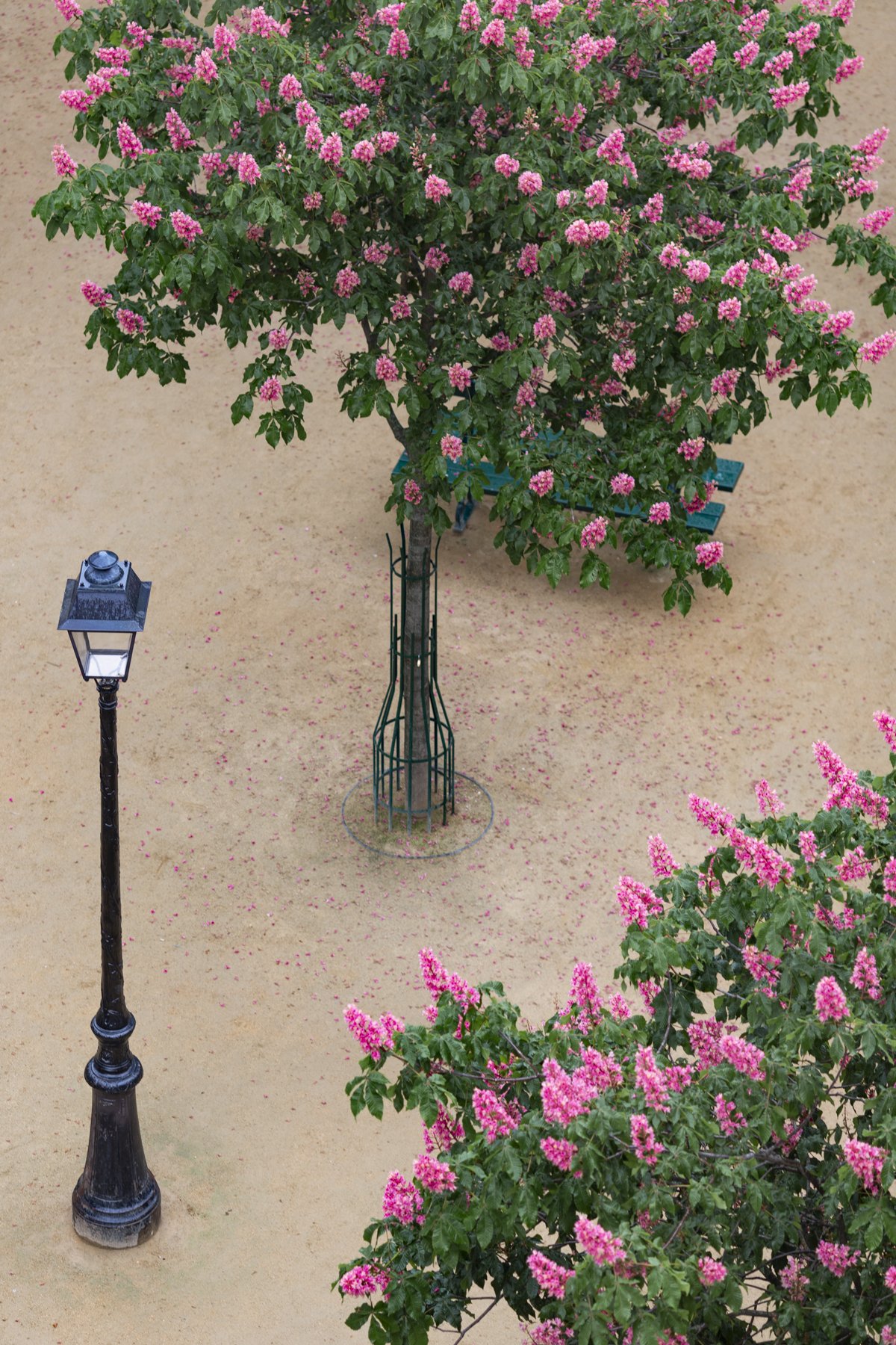 Place Dauphine Streetlight and Chestnut Trees from Above