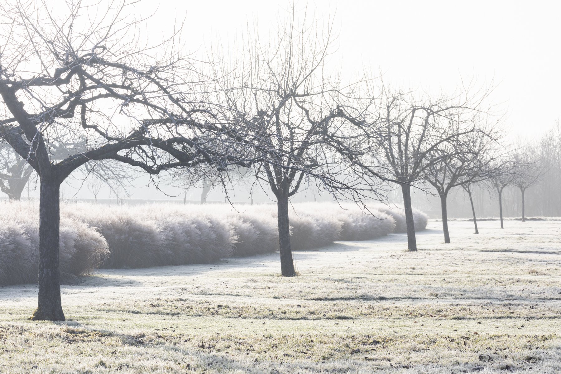 Jardin Plume Frosty Trees and Grasses