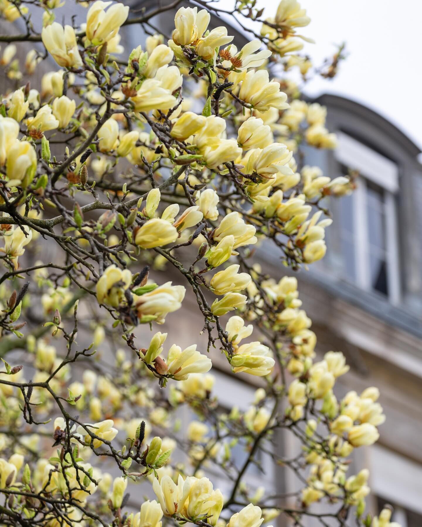 Yellow magnolia at Jardin des Plantes last Saturday. Really inusual and beautiful tree. I haven&rsquo;t seen another in Paris. Have you?