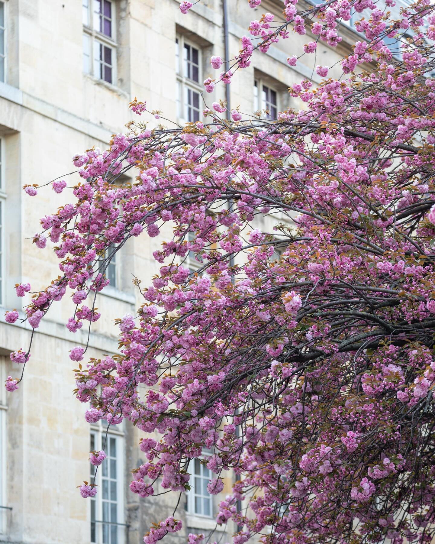 Spring in Paris. These photos are several days old and things change quickly in the land of blossoms, especially when its warm. The Jardin des Plantes is at the height of its spring glory!