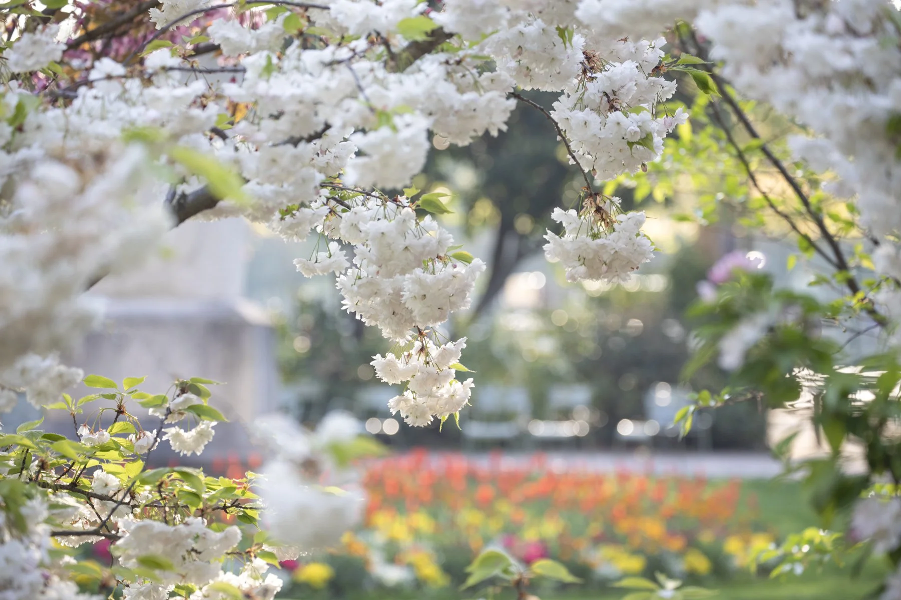The Beauty of Luxembourg Gardens in Spring