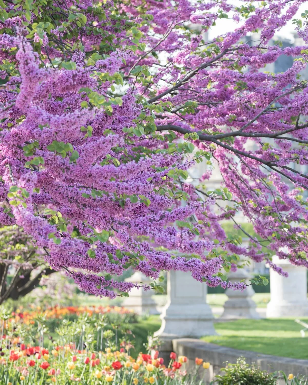 Did you know that the Judas tree is a species of redbud? How it got its colloquial name is a bit of a morbid story and highly apocryphal so we need not go into it here. It is a beautiful tree when in flower and there are quite a few of them in Paris.