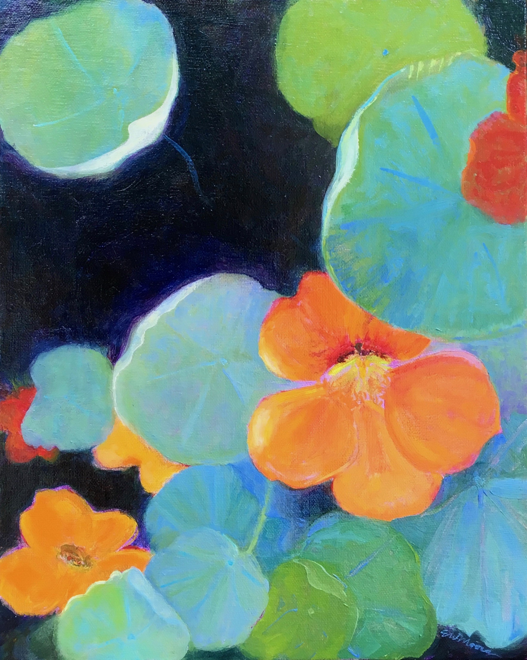 Nasturtium in Full Bloom