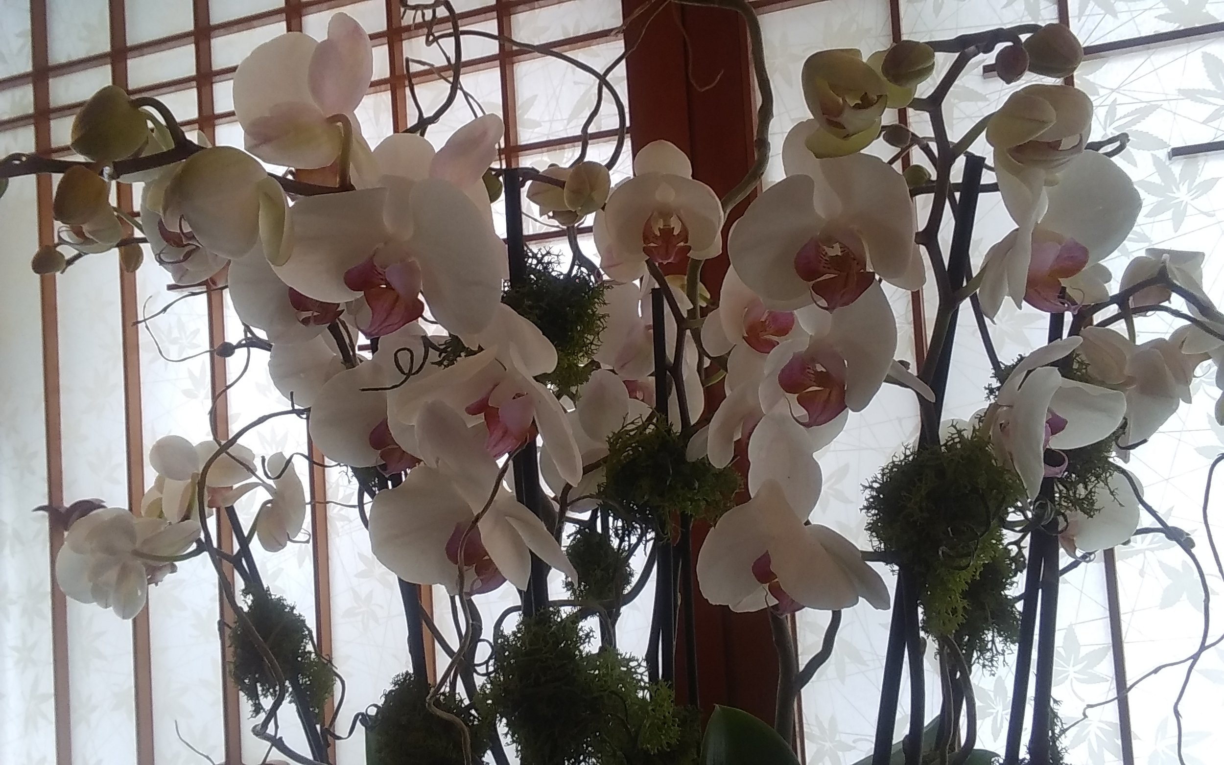 Orchids Galore