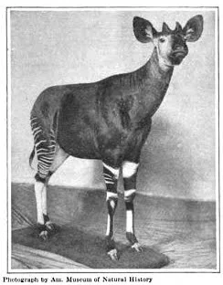 [Field Notes] The Okapi 
