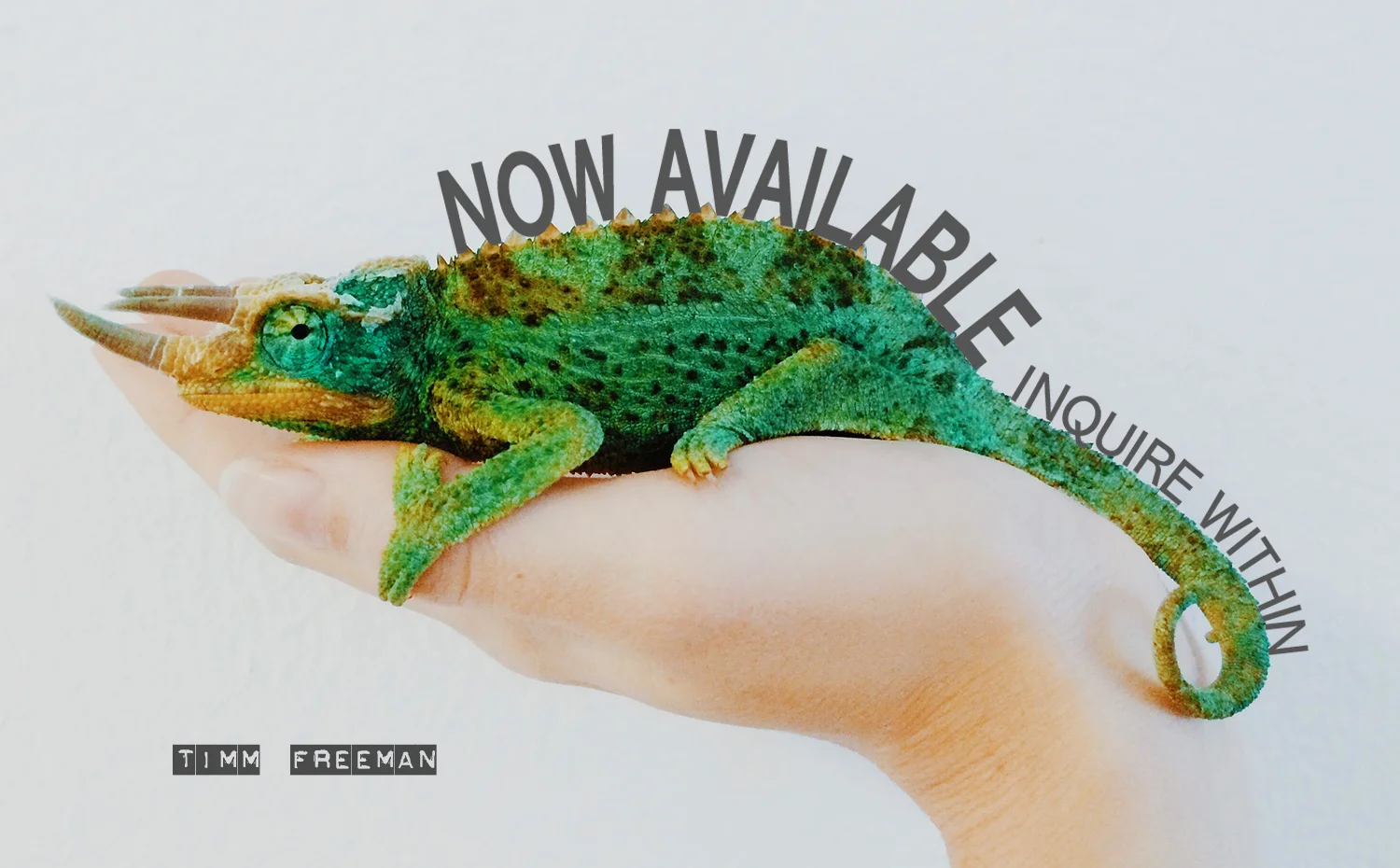 Available 11.jpg