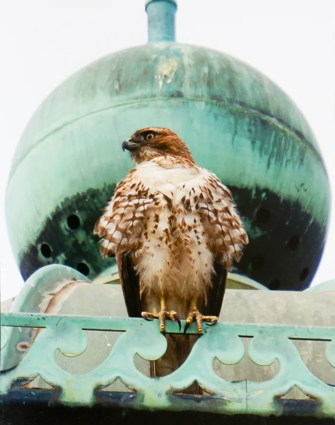 Hawk in Command