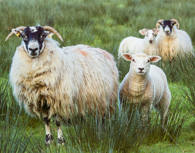 Sheepish Curiosity