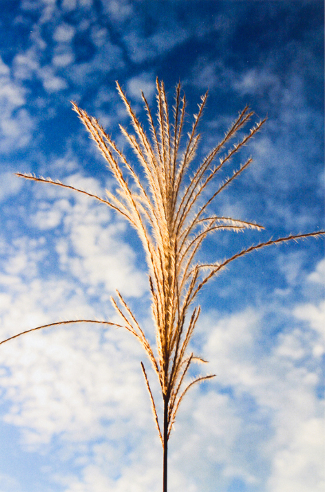 Grass