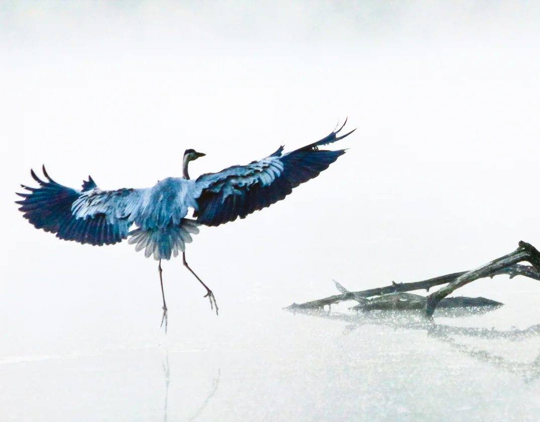 Foggy Landing