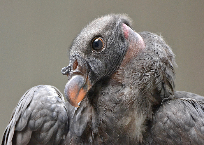 King Vulture