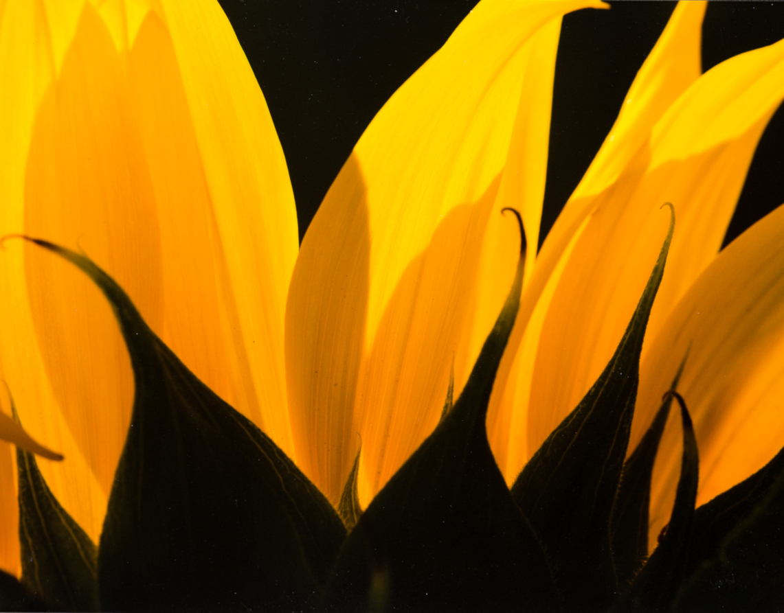 Sunflower Sunrise