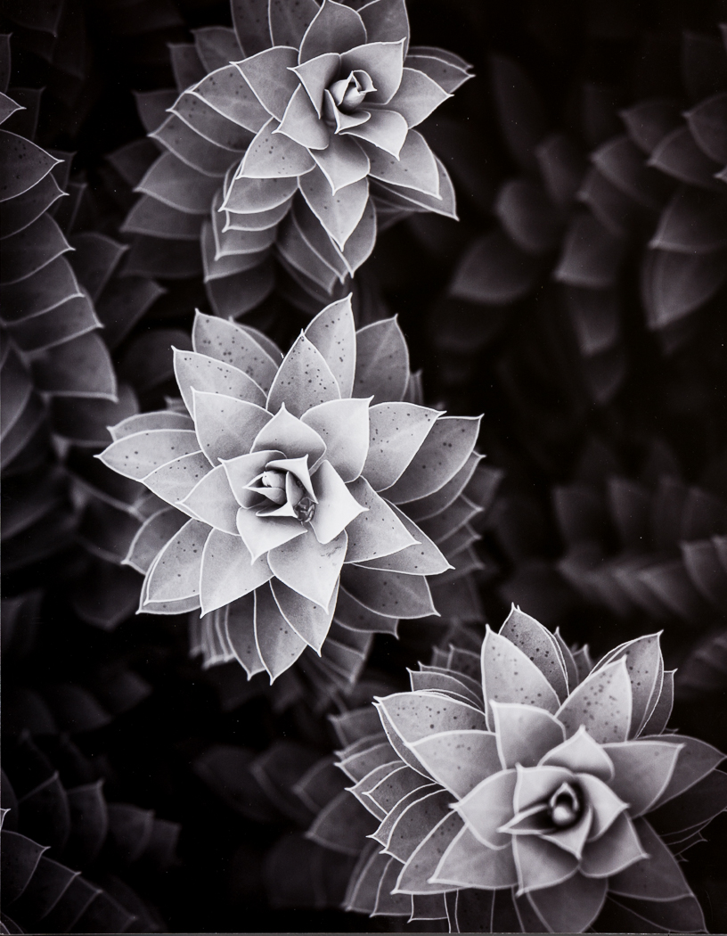 Euphorbia Myrsinites, My Euphoria