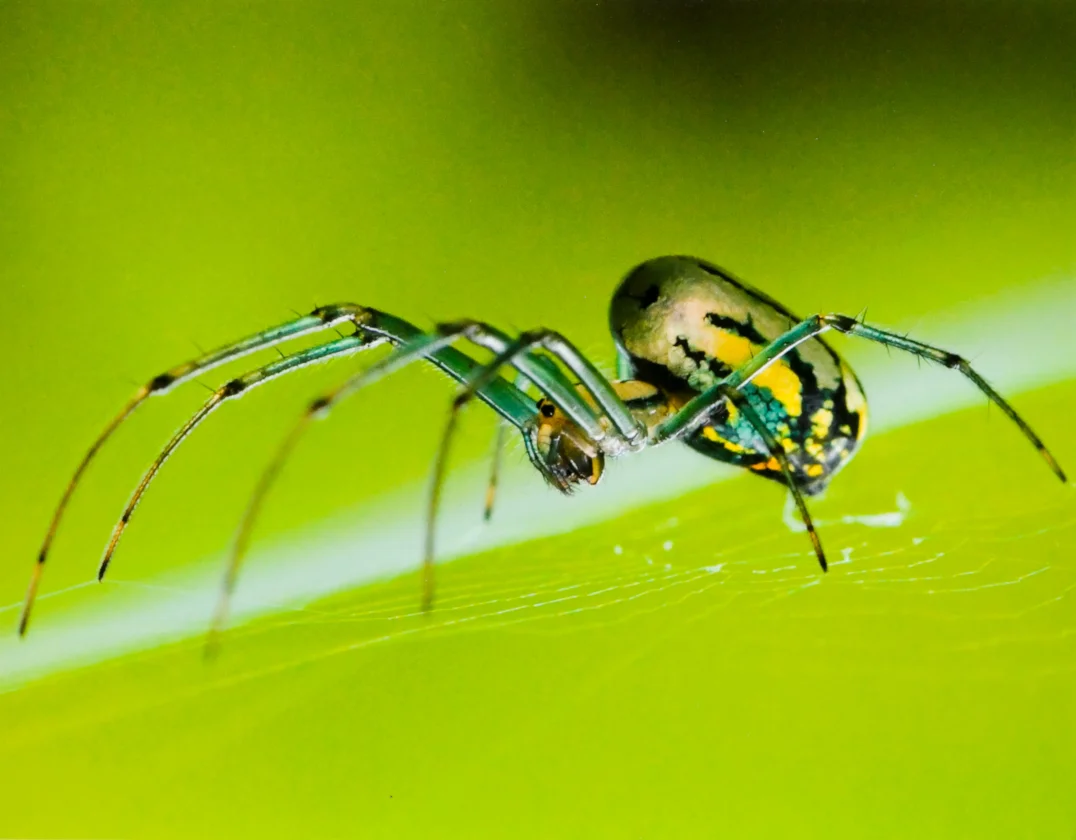 Emerald Patience