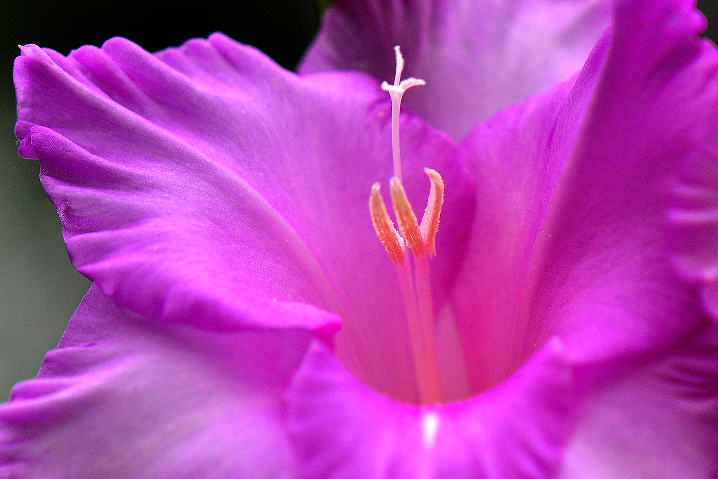 by Martha Compton