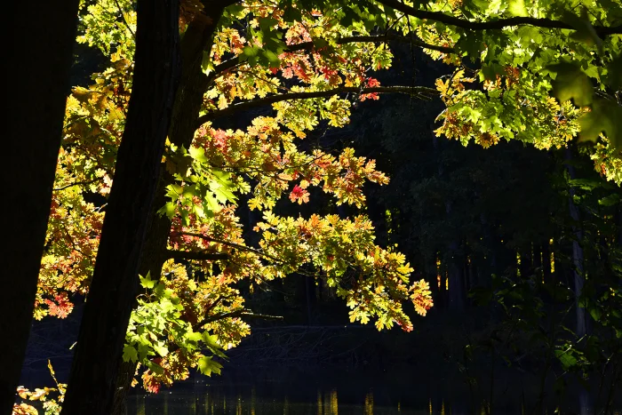 Sunshine Through the Leaves