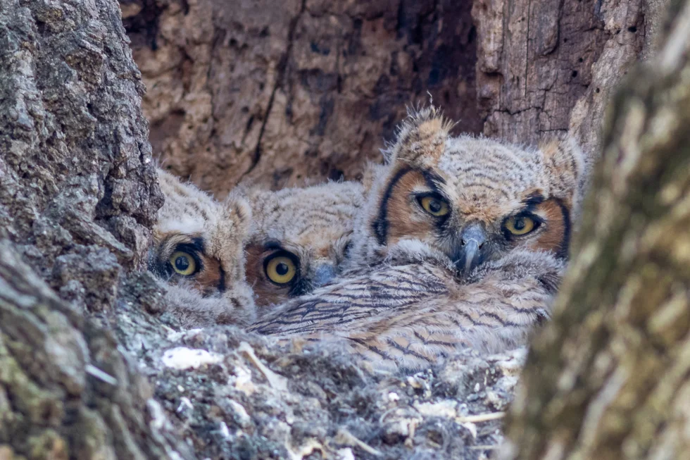 Owlets Three