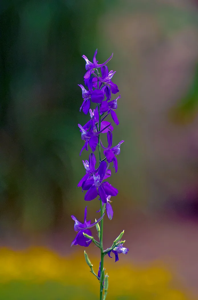 Early Spring