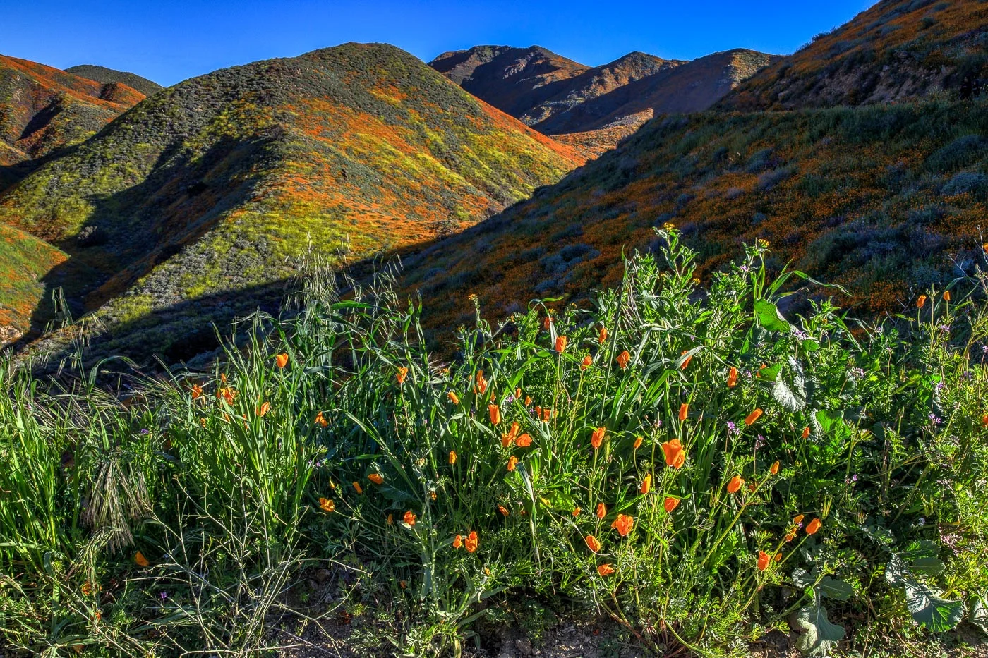 Poppies At Walker Canyon