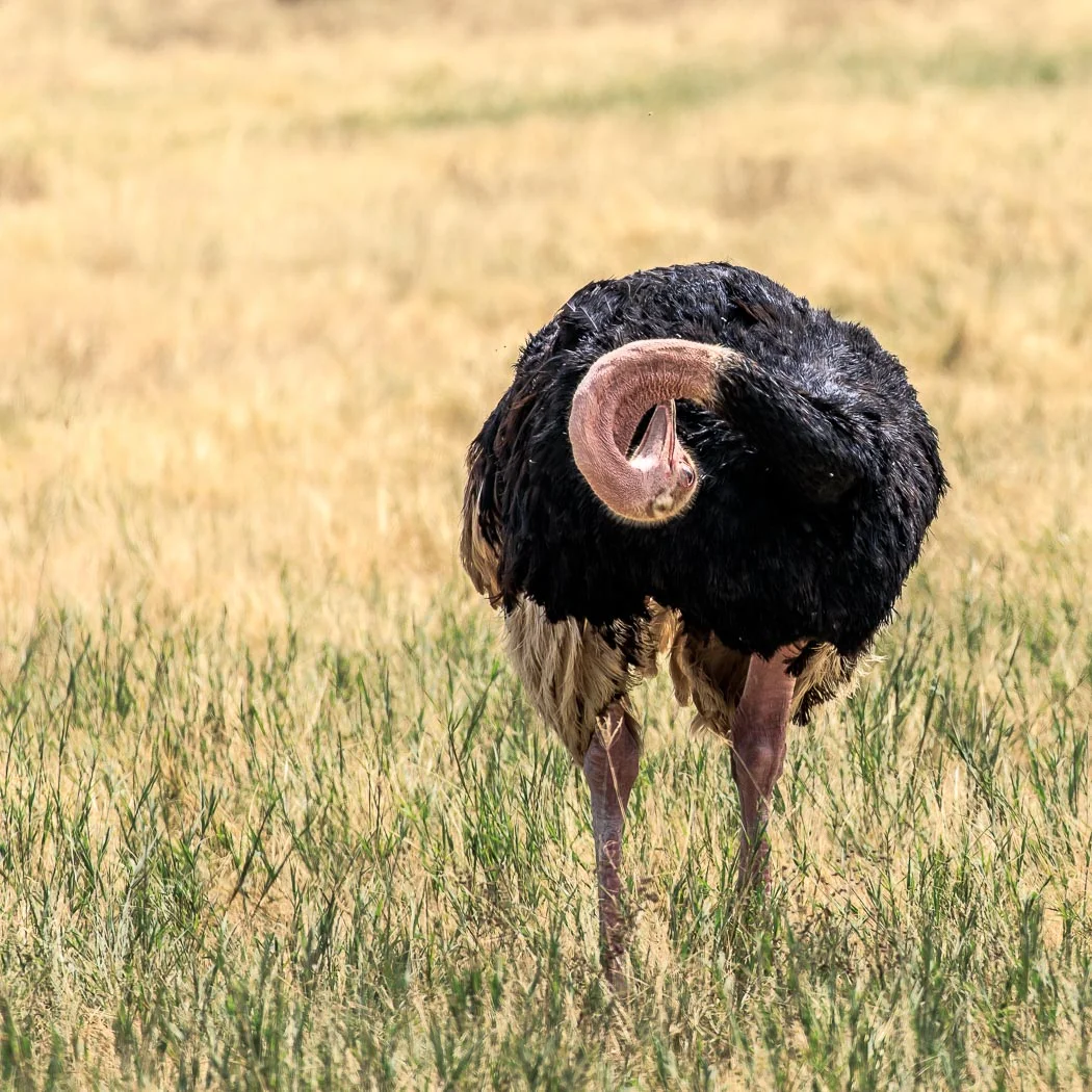 Ostrich Itch