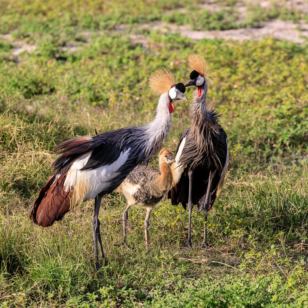 Grey Crowned Crane