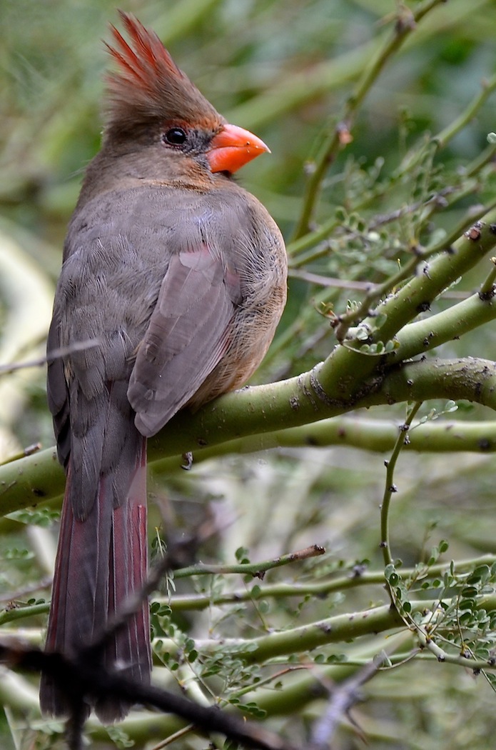Arizona Robin