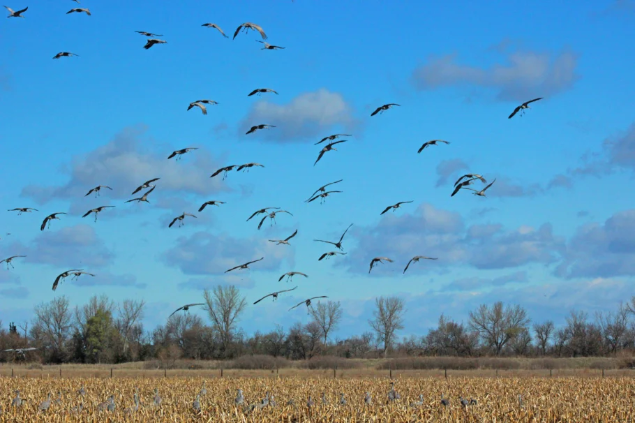 Nebraska Cranes Landing
