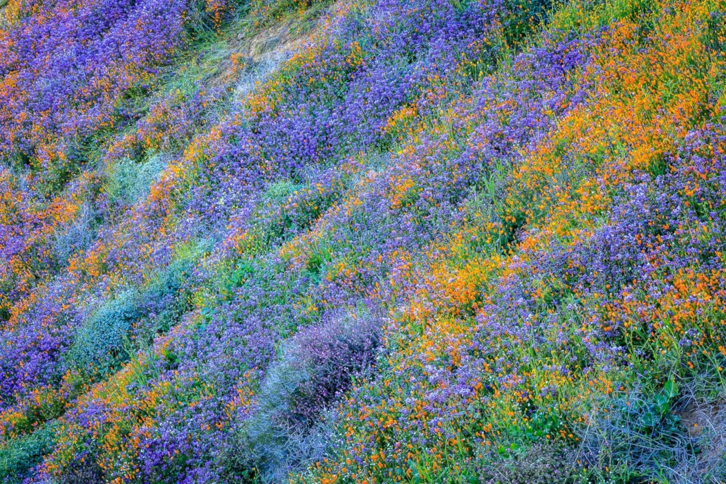 Superbloom Walker Canyon