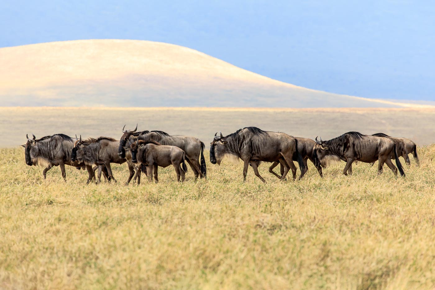 Wildebeests in Norongoro