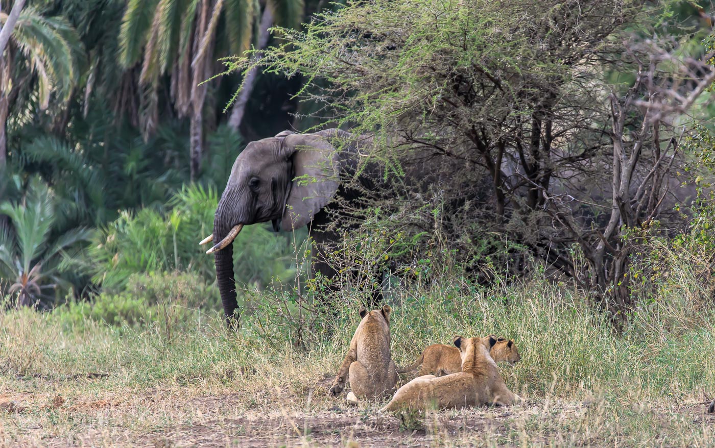 Lions and Elephants in Serengeti