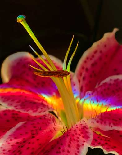 Splash Of Color