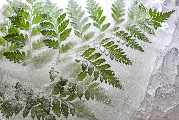 Frozen Fern