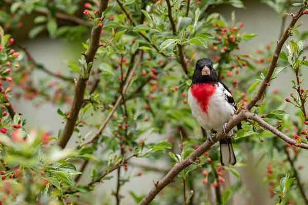 Red Breasted Grosbeak; by Al Wehrmann