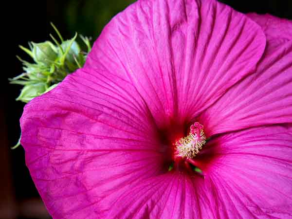 Hibiscus; by Michael O'Brien