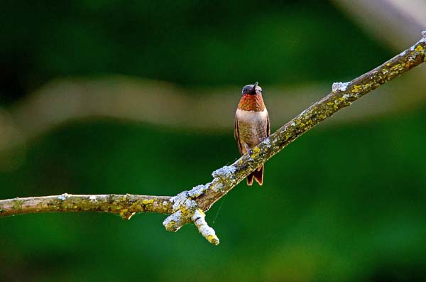 Ruby Throat; by Mabel Lux