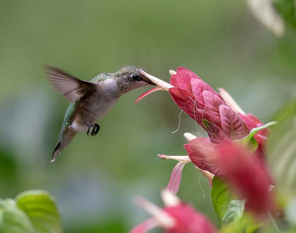 Backyard Hummer; by Al Wehrmann