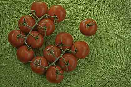 TomatoLineUp; by Charissa Lansing