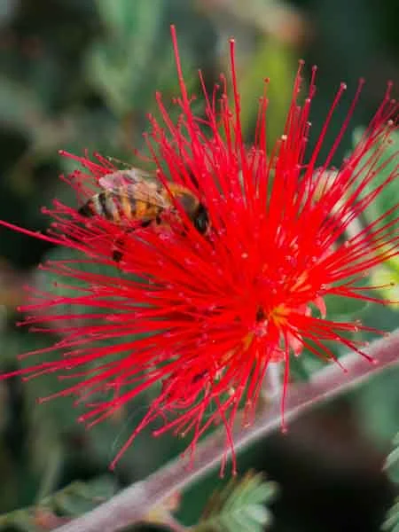 Busy Bee; by Suzann Erlenbush