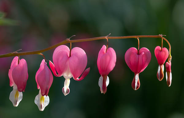 My Hearts Bleed For You; by Al Wehrmann