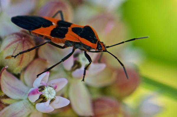Beetle