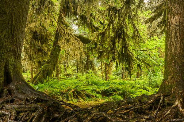 Forest