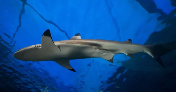 Shark