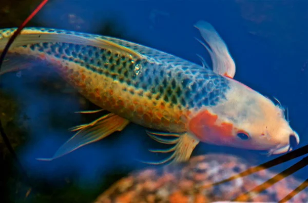 Koi Fish