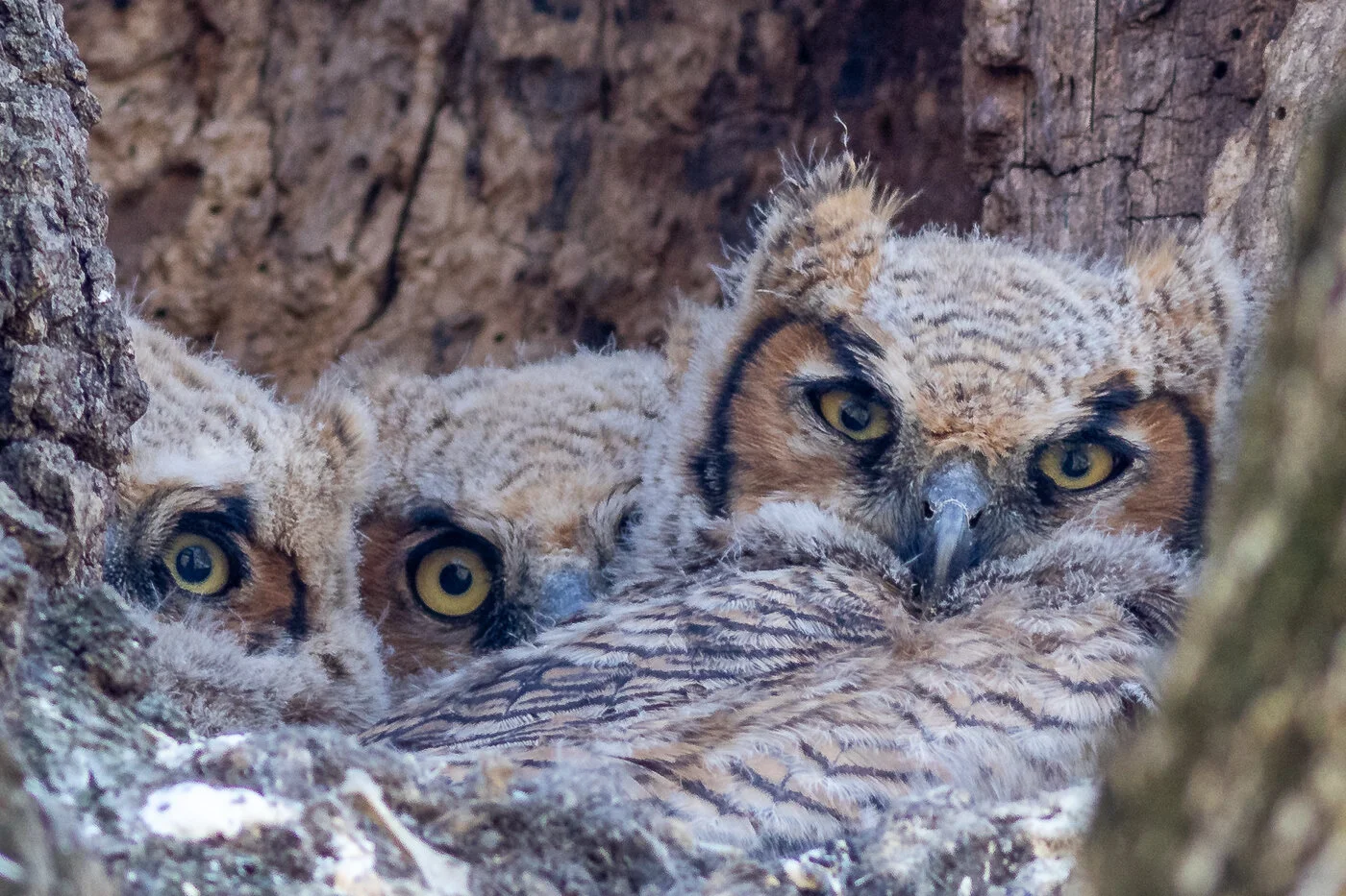 Digital Nature, "Accepted:" Owlets Three