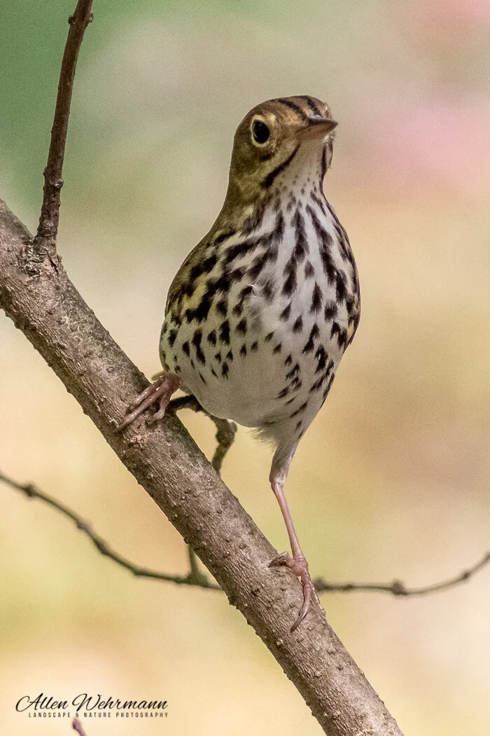 Honorable Mention  Small Category:  Handsome Oven Bird