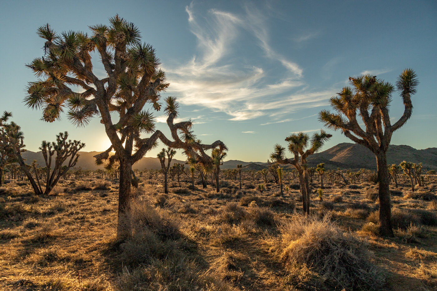 Joshua tree np