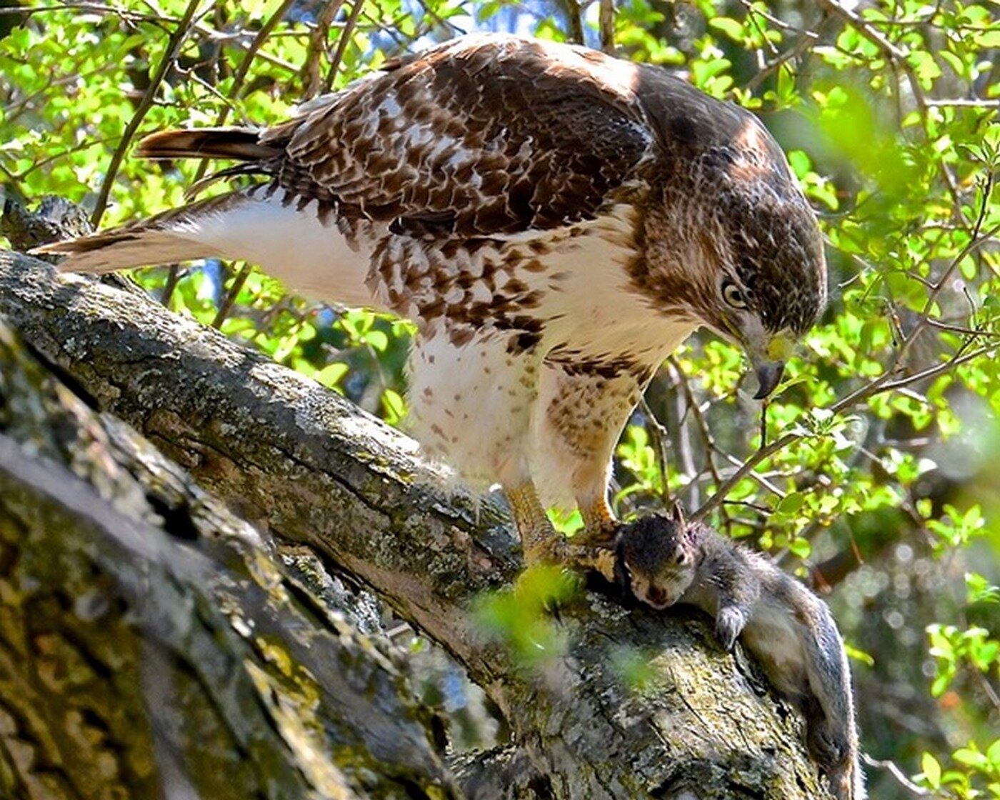 hawk prevails