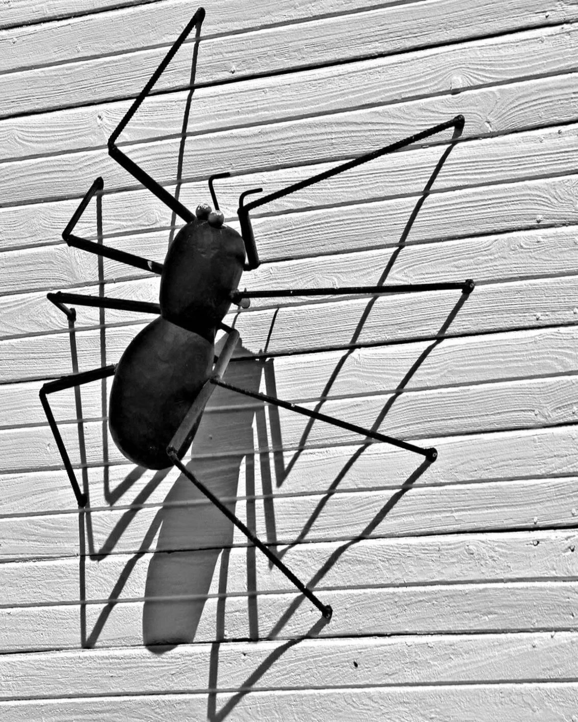 spider spider
